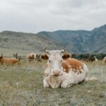 b67248c3-6b46-4c5a-86e8-6debff1b95f5